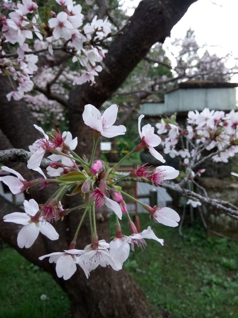 DSC_1636.JPG - 阿里山  沼平公園  賞櫻