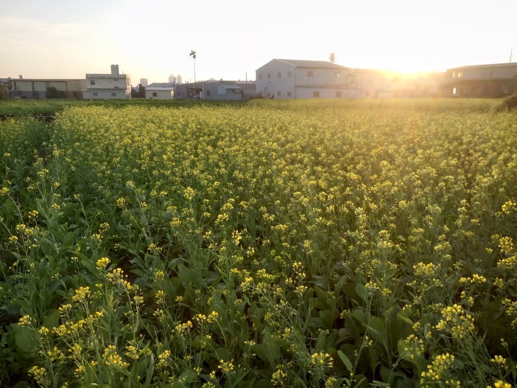 DSC_0163.JPG - 台中  西屯  油菜花田