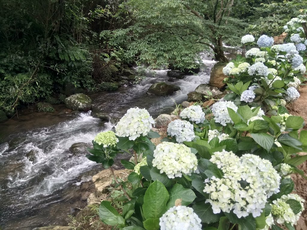 DSC_9322.JPG - 萬里  高家繡球花田