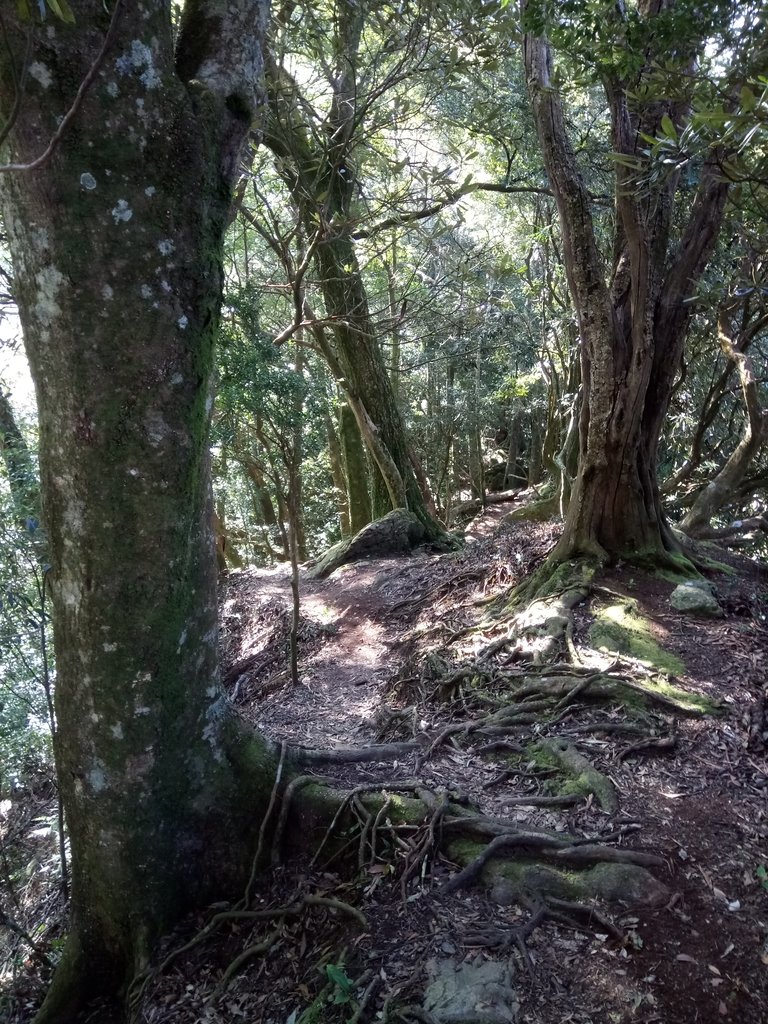 DSC_3603.JPG - 南庄  大坪林道  杜鵑嶺