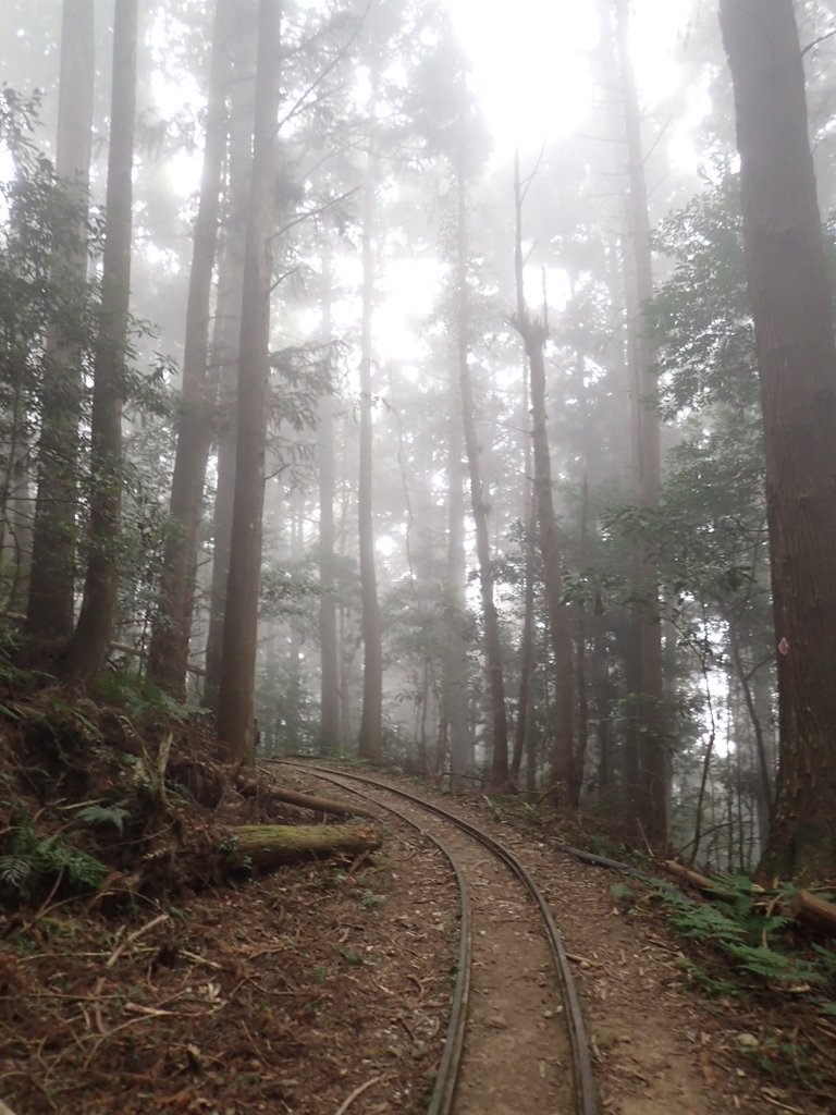 P2035027.JPG - 南庄  加里山  森林鐵道