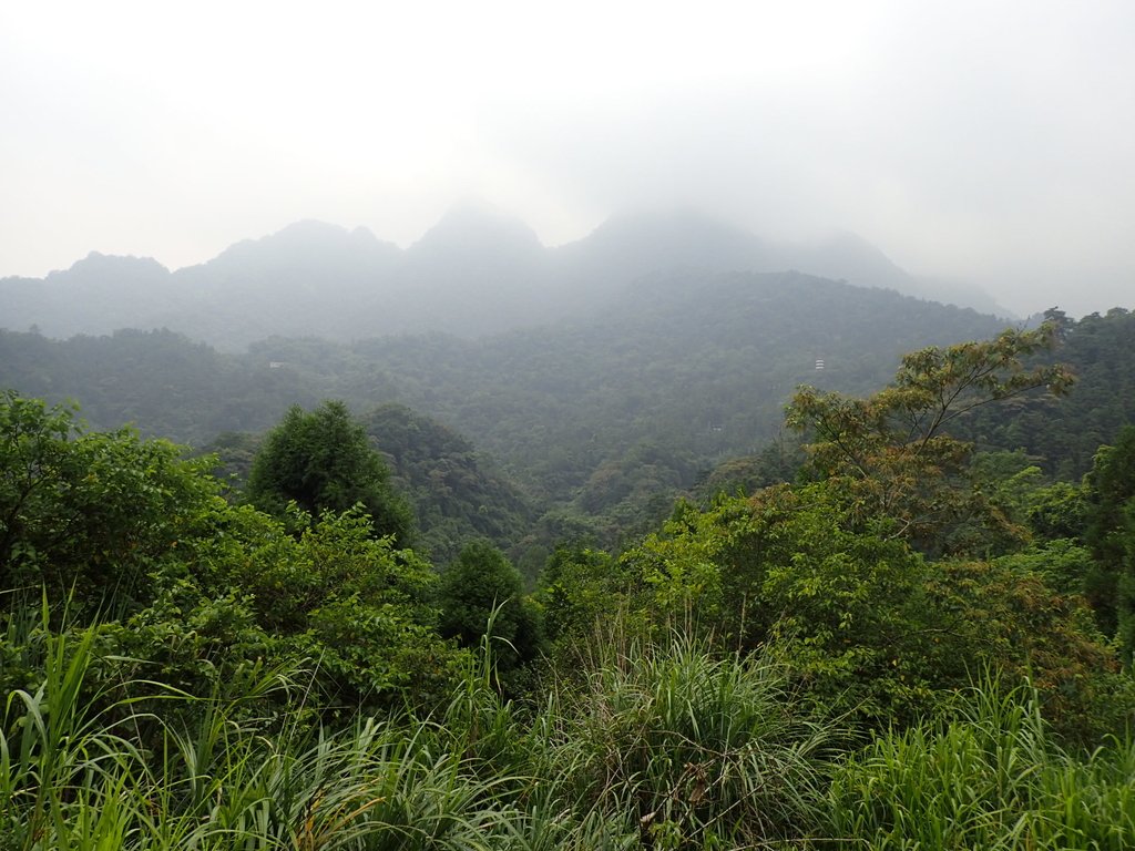 P9108362.JPG - 新竹  五指山登山步道