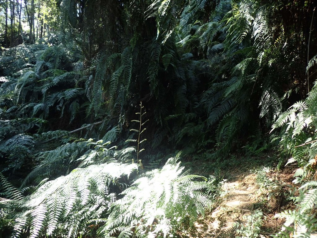 PA040349.JPG - 魚池  過坑山登山步道