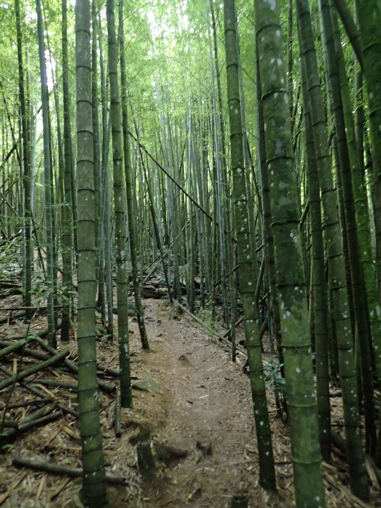 P7235837.JPG - 台中和平  長壽山登山步道  (中)