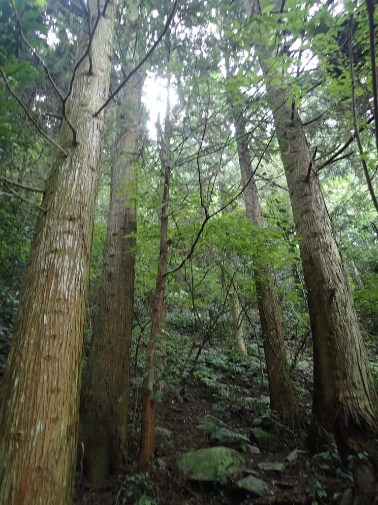 P7235801.JPG - 台中和平  長壽山登山步道  (下)