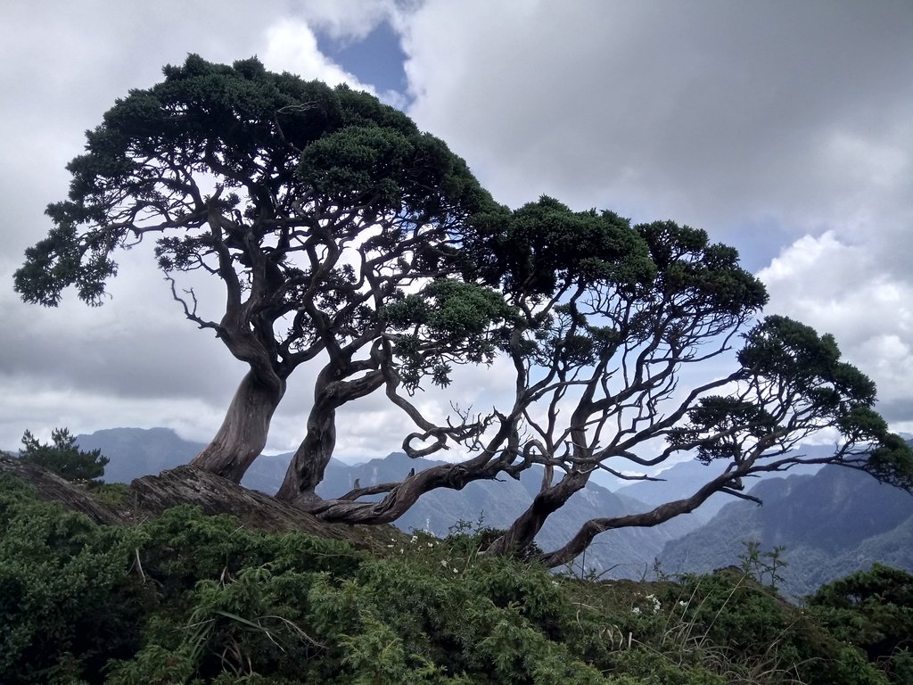 DSC_5449.JPG - 合歡山  北峰之美  (下)