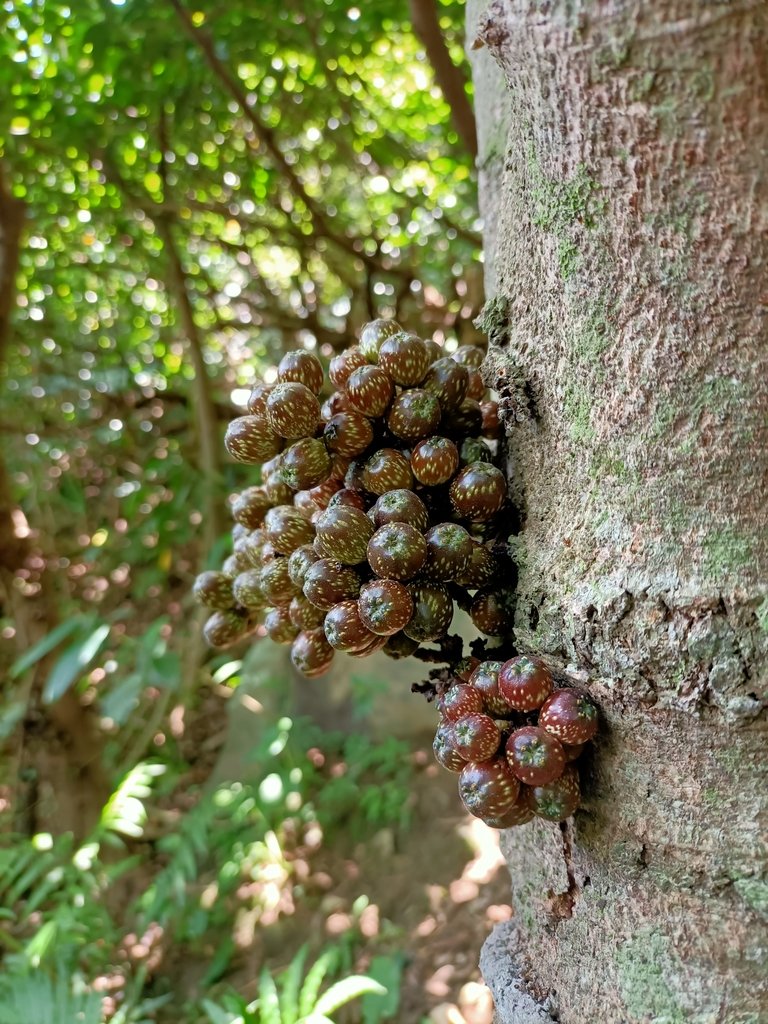 IMG20210430120905.jpg - 瑞芳  雞籠山東峰  (雷霆峰)