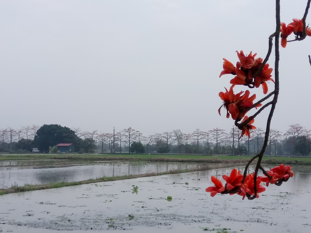 DSC_8450.JPG - 白河  林初埤  木棉花