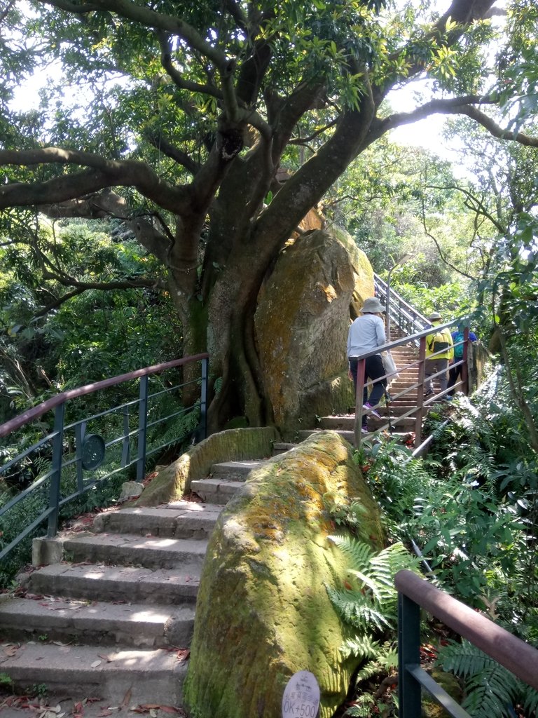 DSC_0600.JPG - 夏日  小登象山