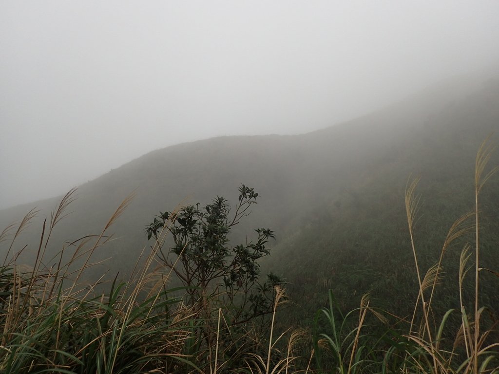 P1203517.JPG - 瑞芳  牡丹山