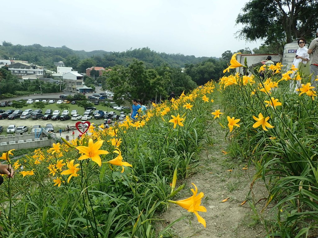 P4285729.JPG - 花壇  虎山岩  金針花季