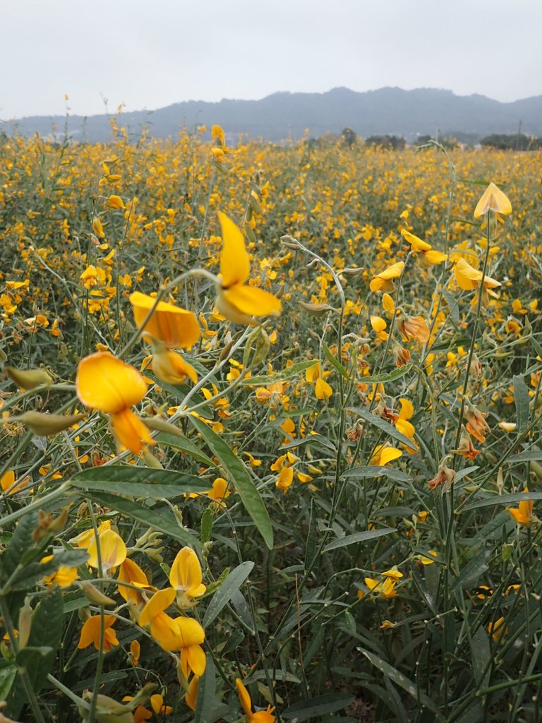 PC010733.JPG - 銅鑼  九湖村  太陽麻花田