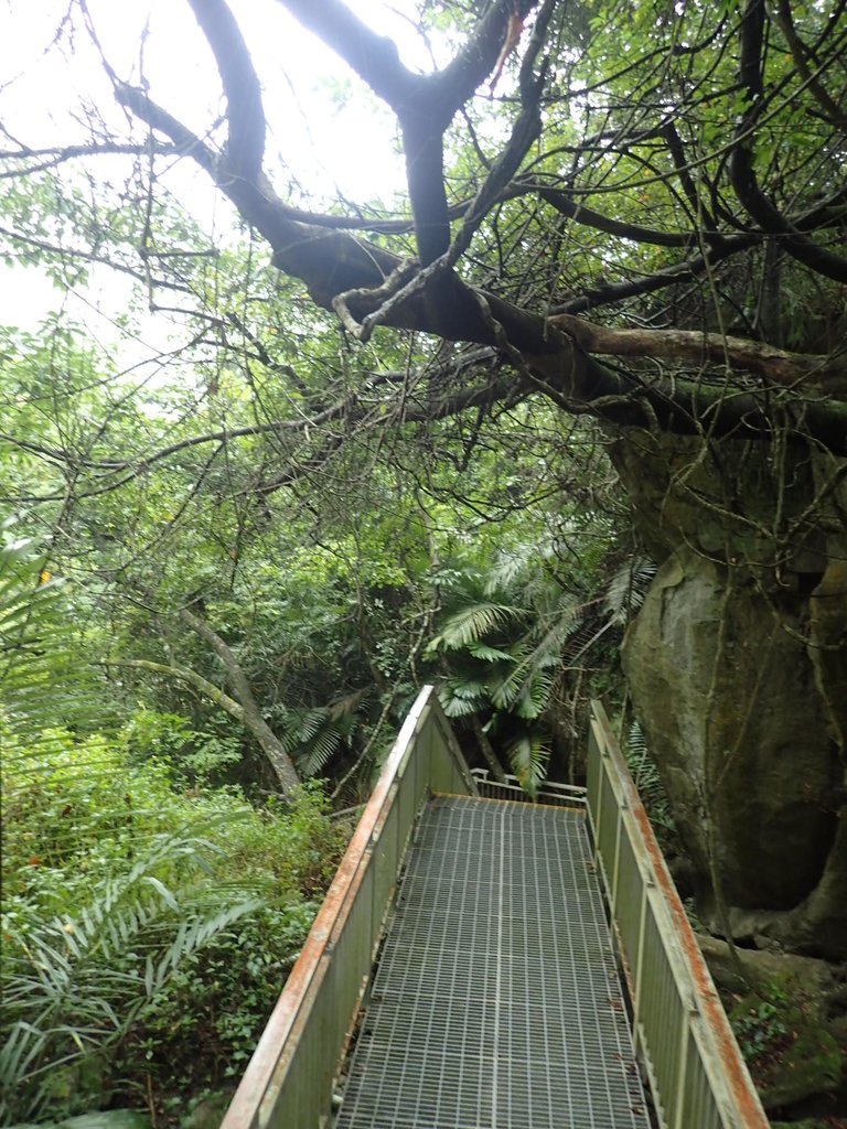 PA231571.JPG - 草嶺  蓬萊瀑布步道