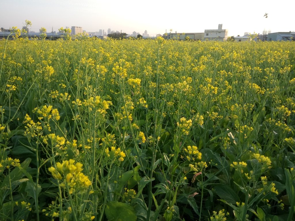 DSC_0167.JPG - 台中  西屯  油菜花田