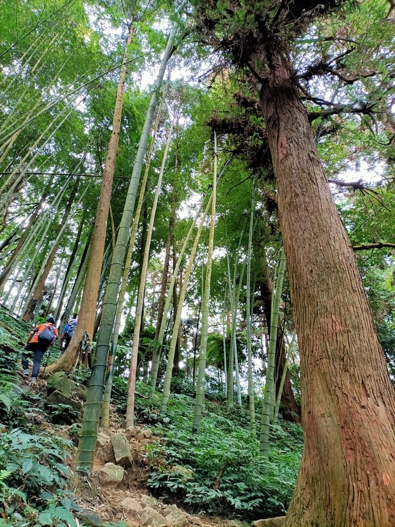 IMG20201205081120.jpg - 鹿谷  溪頭  南鳳凰山