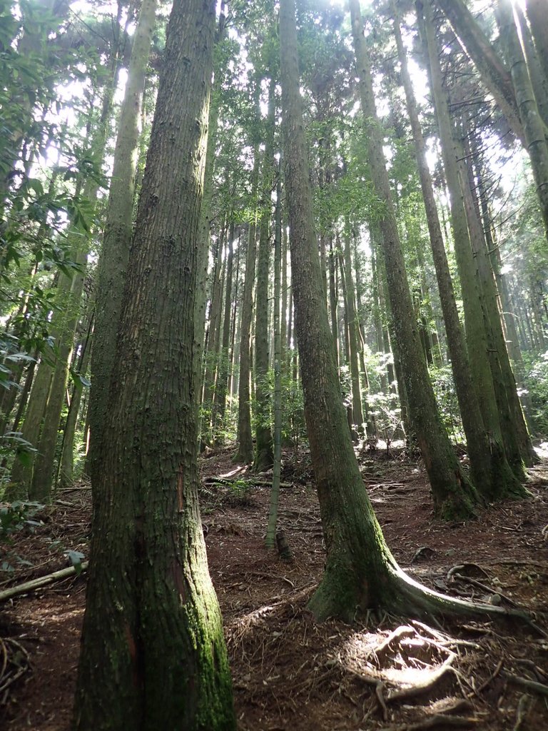 P7235872.JPG - 台中和平  長壽山登山步道  (下)