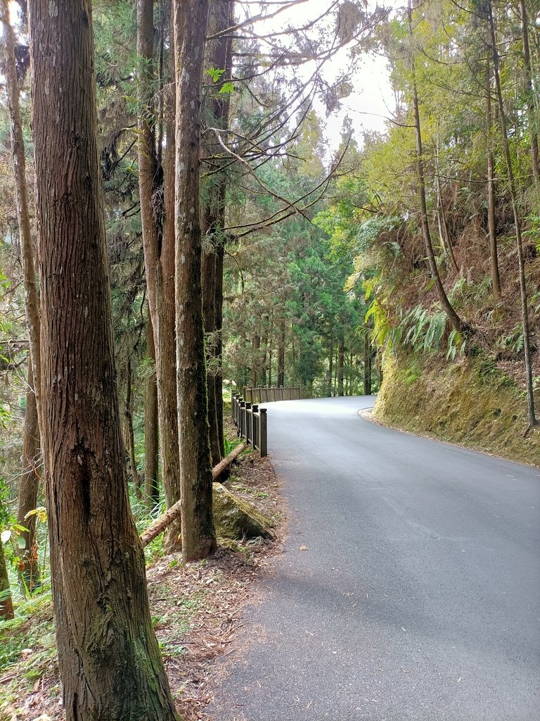 IMG20210205130835.jpg - 竹山  杉林溪森林遊樂園  路過