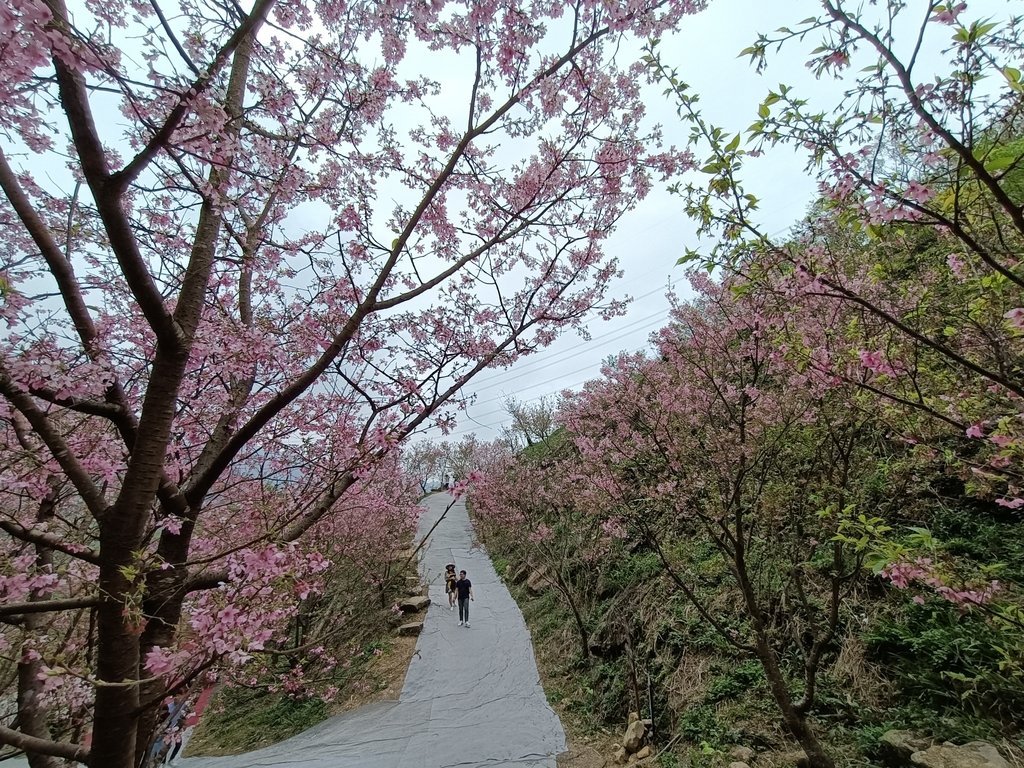 IMG20210226123838.jpg - 三峽  熊空  大熊櫻花林