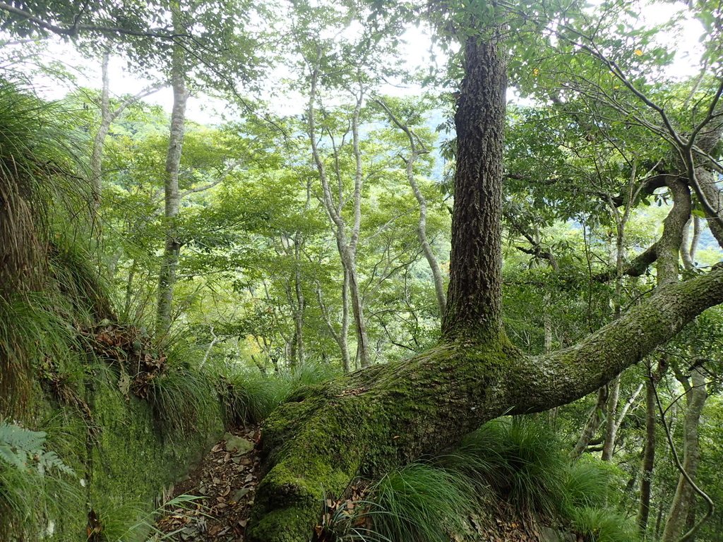 P8287321.JPG - 苗栗  泰安  虎山行