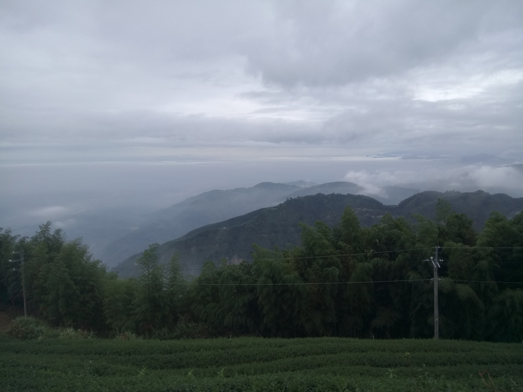 DSC_1318.JPG - 古坑  雲嶺之丘