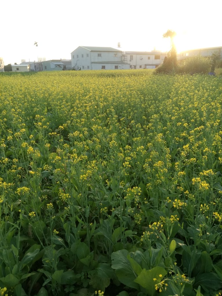 DSC_0169.JPG - 台中  西屯  油菜花田