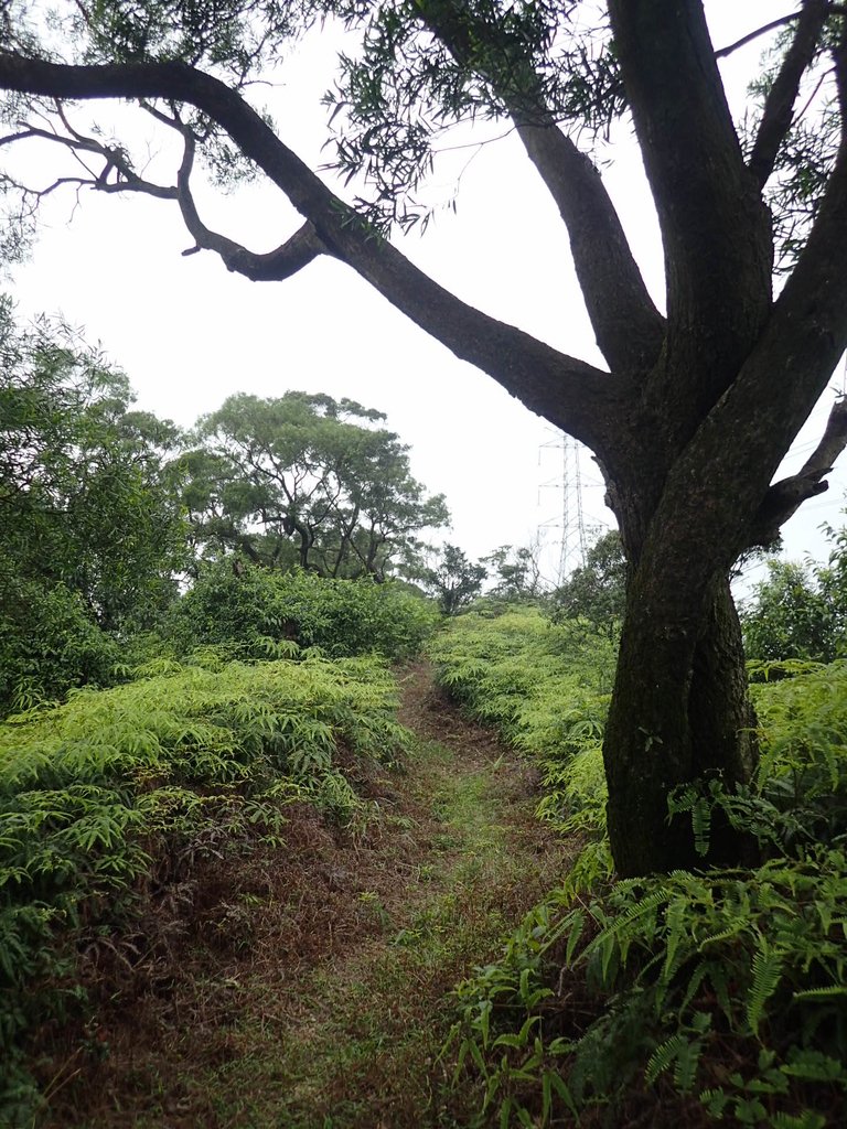 P3018943.JPG - 汐止  白匏湖秘徑