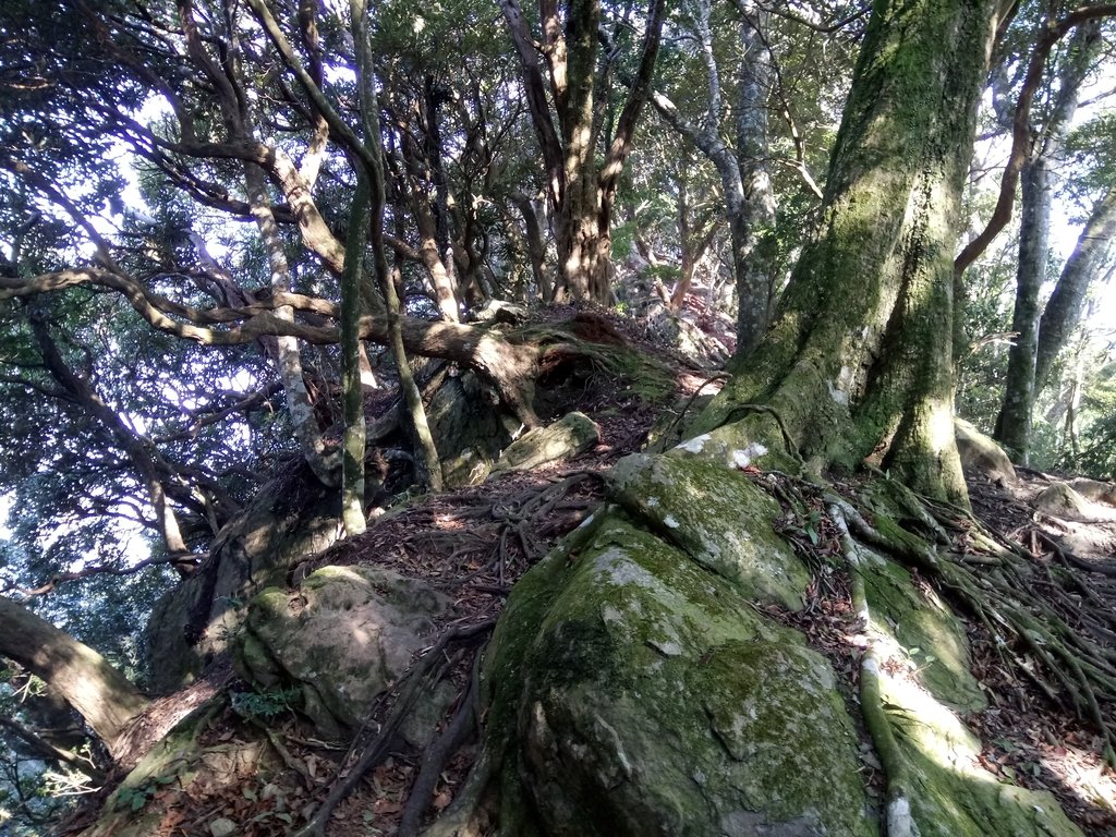 DSC_3605.JPG - 南庄  大坪林道  杜鵑嶺