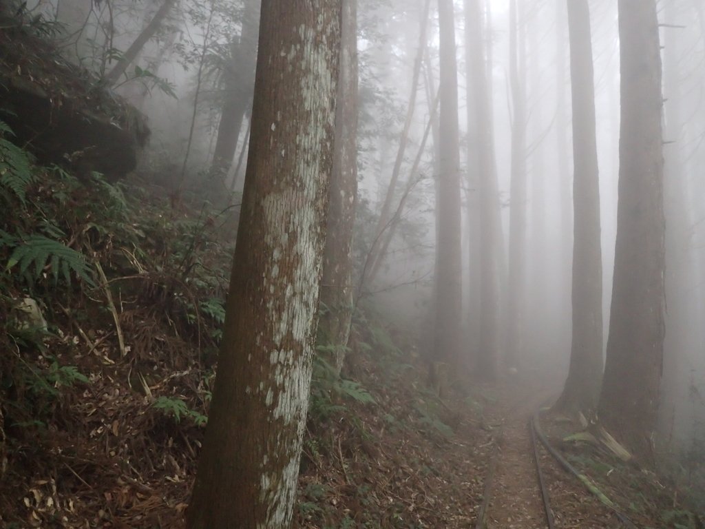 P2035019.JPG - 南庄  加里山  森林鐵道