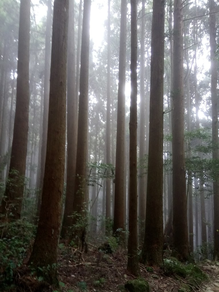 DSC_3742.JPG - 南庄  加里山  森林鐵道