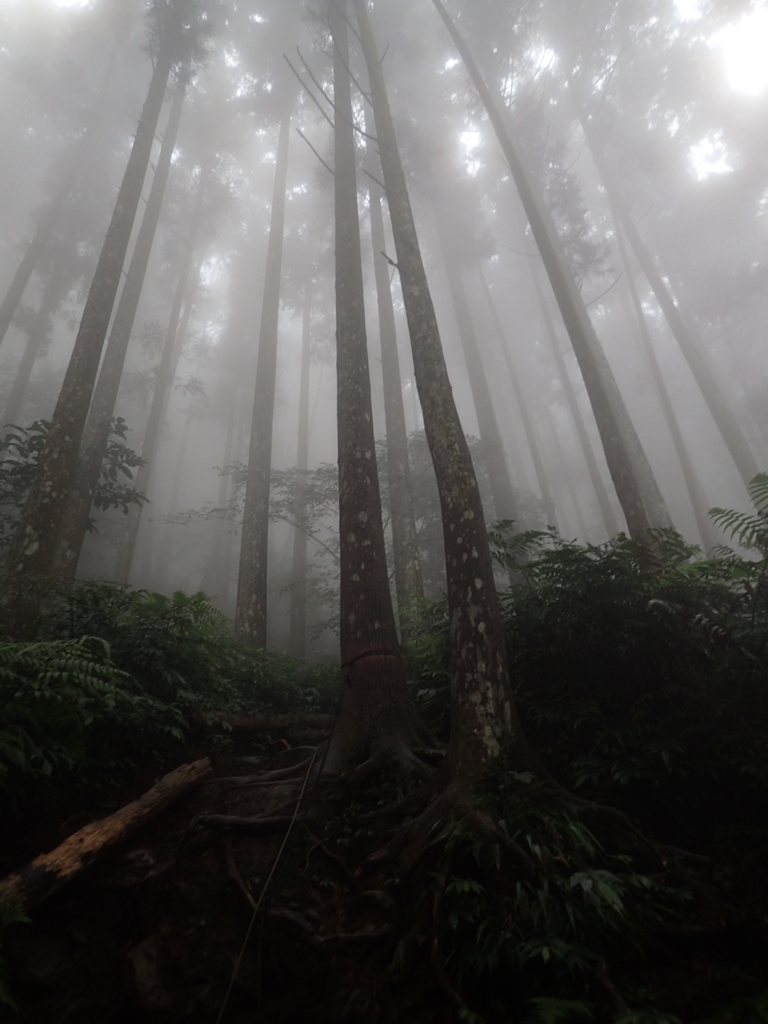 P9250181.JPG - 南庄  向天湖之  迷霧森林