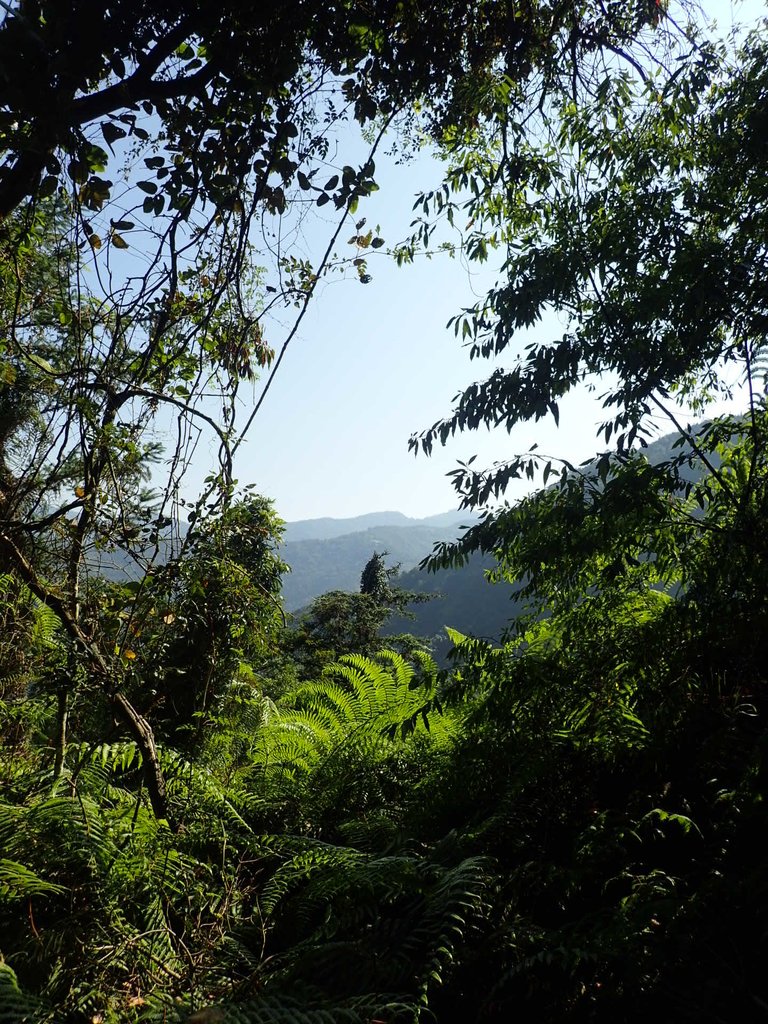 PA040361.JPG - 魚池  過坑山登山步道