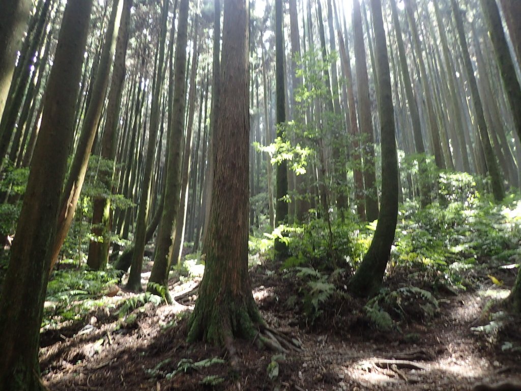 P7235878.JPG - 台中和平  長壽山登山步道  (下)