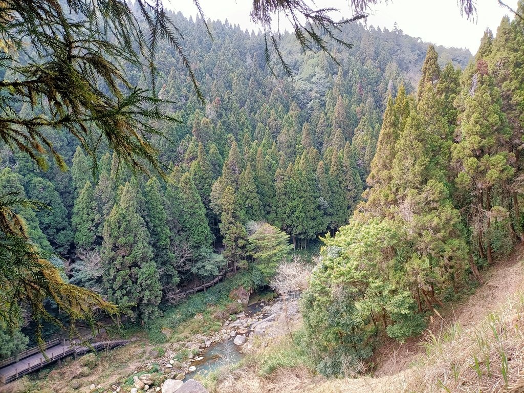 IMG20210205131036.jpg - 竹山  杉林溪森林遊樂園  路過