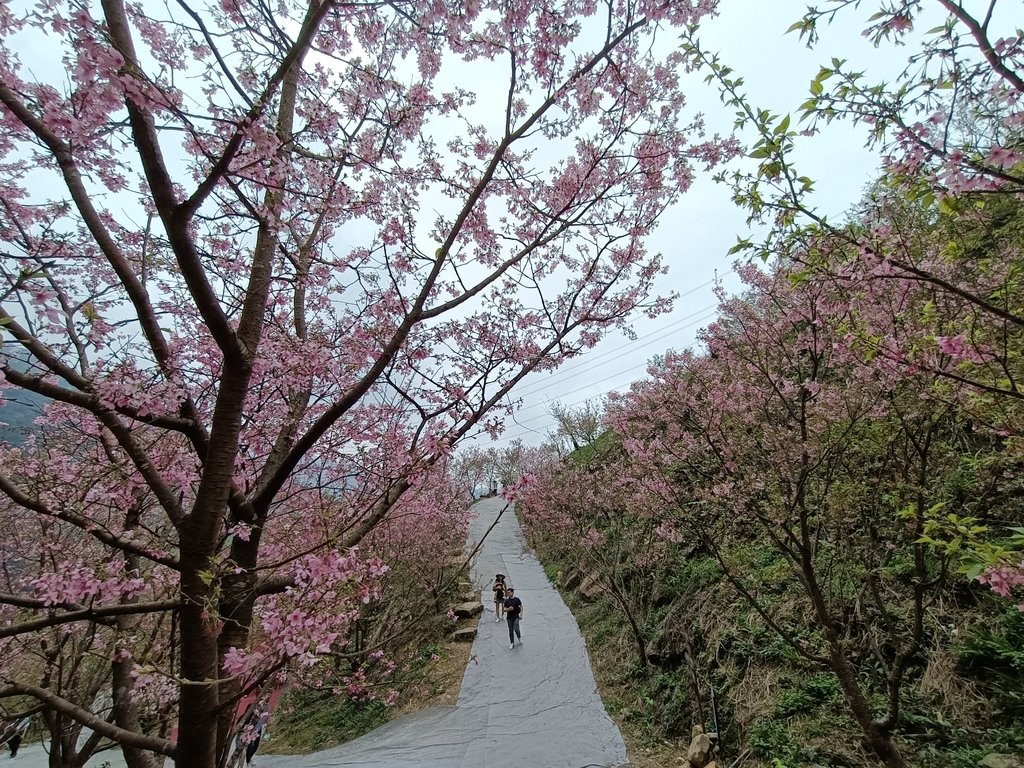 IMG20210226123840.jpg - 三峽  熊空  大熊櫻花林