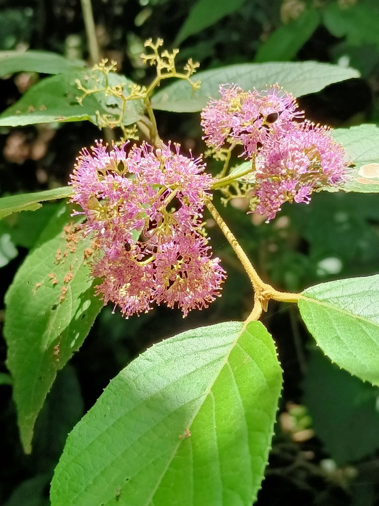 IMG20210430123820.jpg - 瑞芳  雞籠山東峰  (雷霆峰)