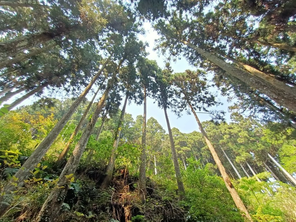 IMG20210403111218.jpg - 五峰  鵝公髻山登山步道  (02)