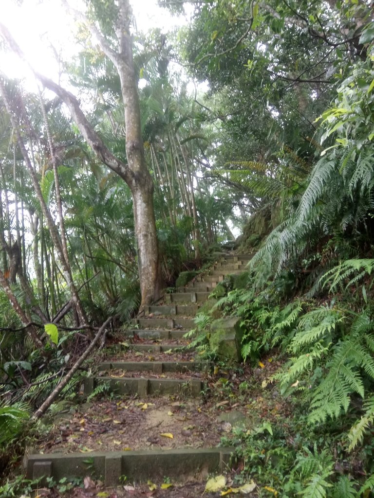 DSC_8460.JPG - 深坑  炮子崙登山步道