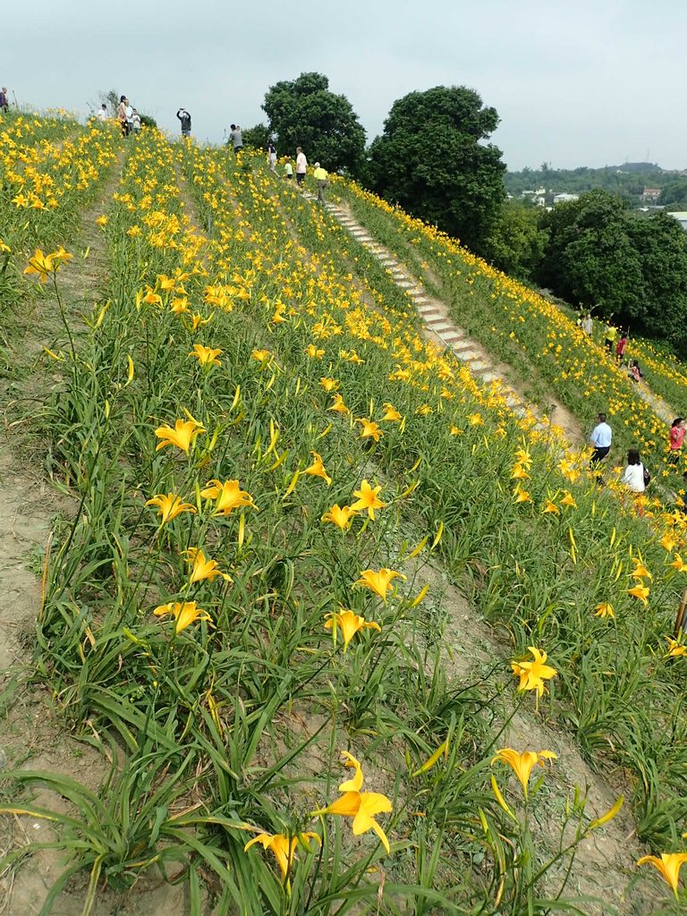 P4285732.JPG - 花壇  虎山岩  金針花季