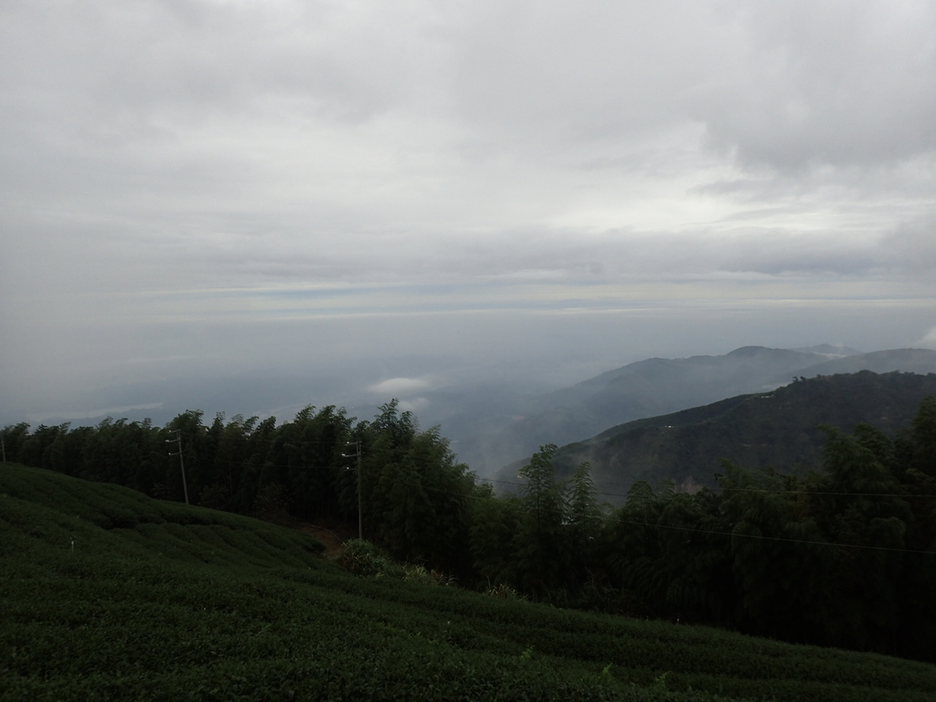 PA231804.JPG - 古坑  雲嶺之丘