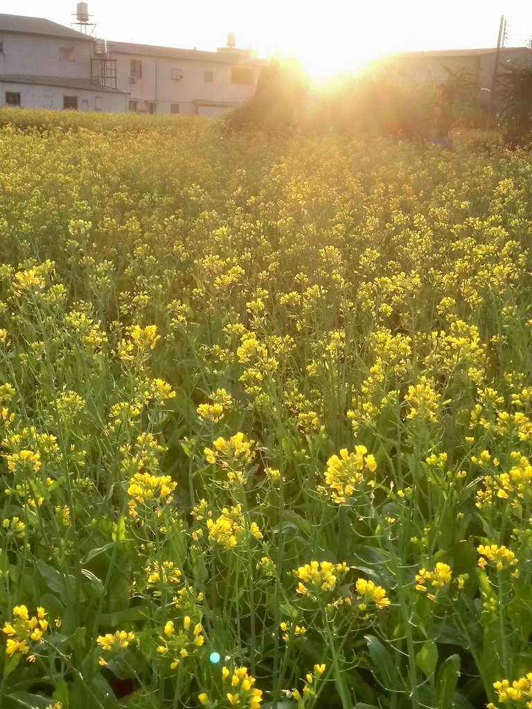 DSC_0171.JPG - 台中  西屯  油菜花田