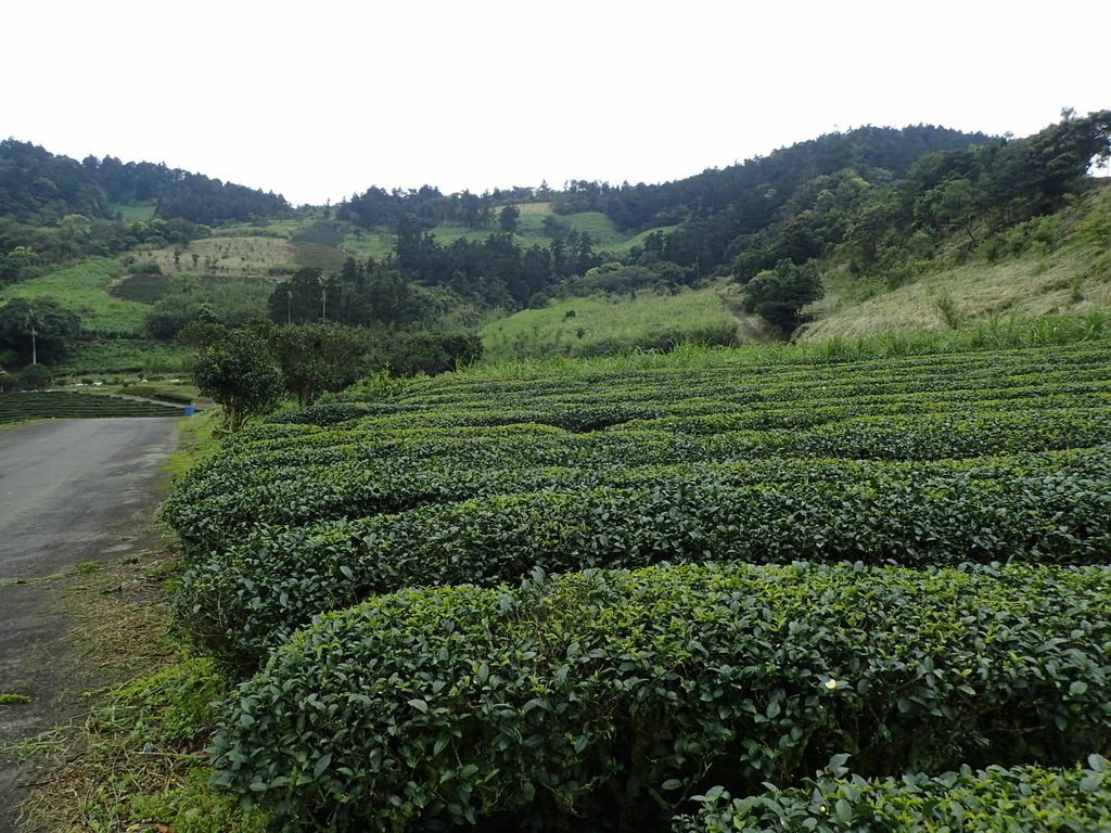 P3170472.JPG - 坪林  大湖尾茶園風光