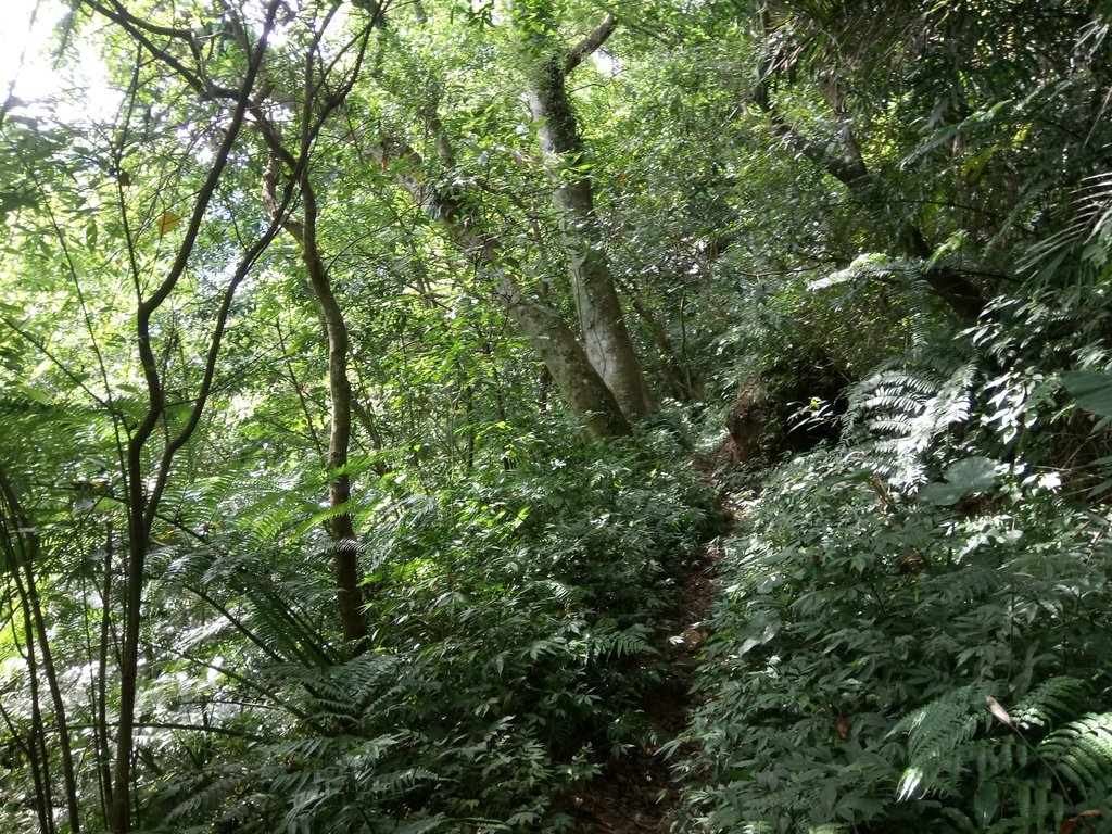 DSC_2977.JPG - 大溪  金面山登山步道