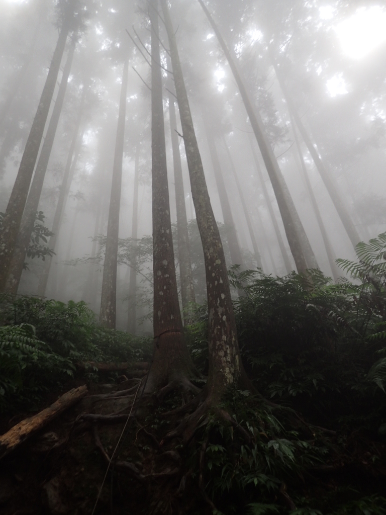 P9250182.JPG - 南庄  向天湖之  迷霧森林