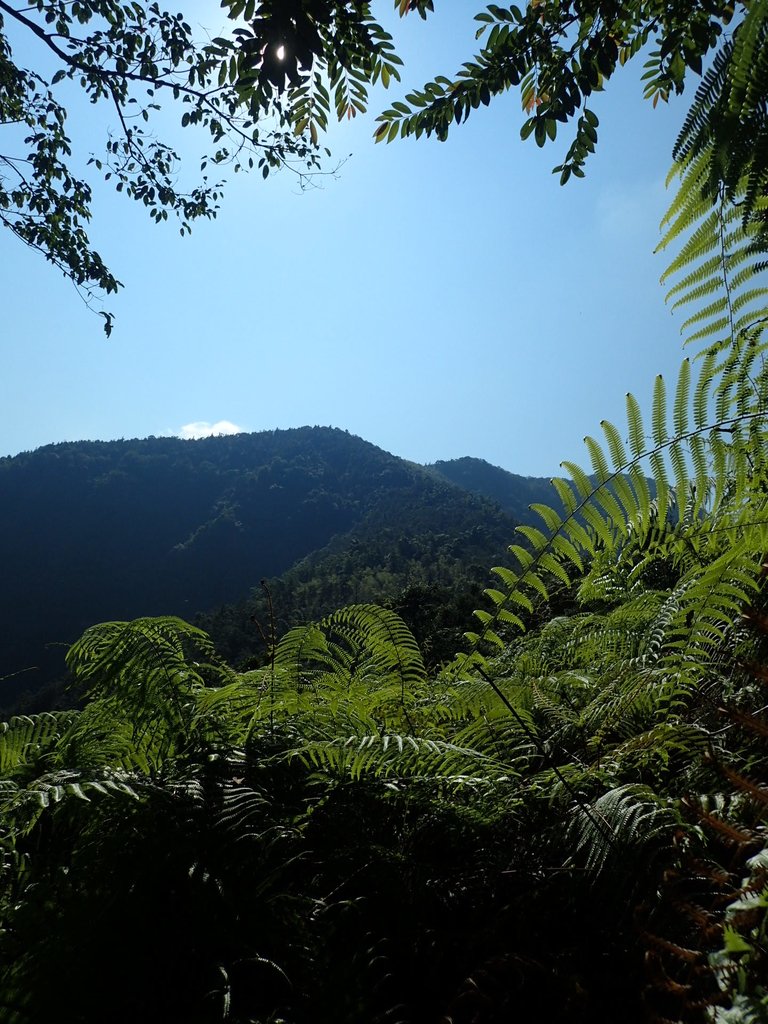 PA040364.JPG - 魚池  過坑山登山步道