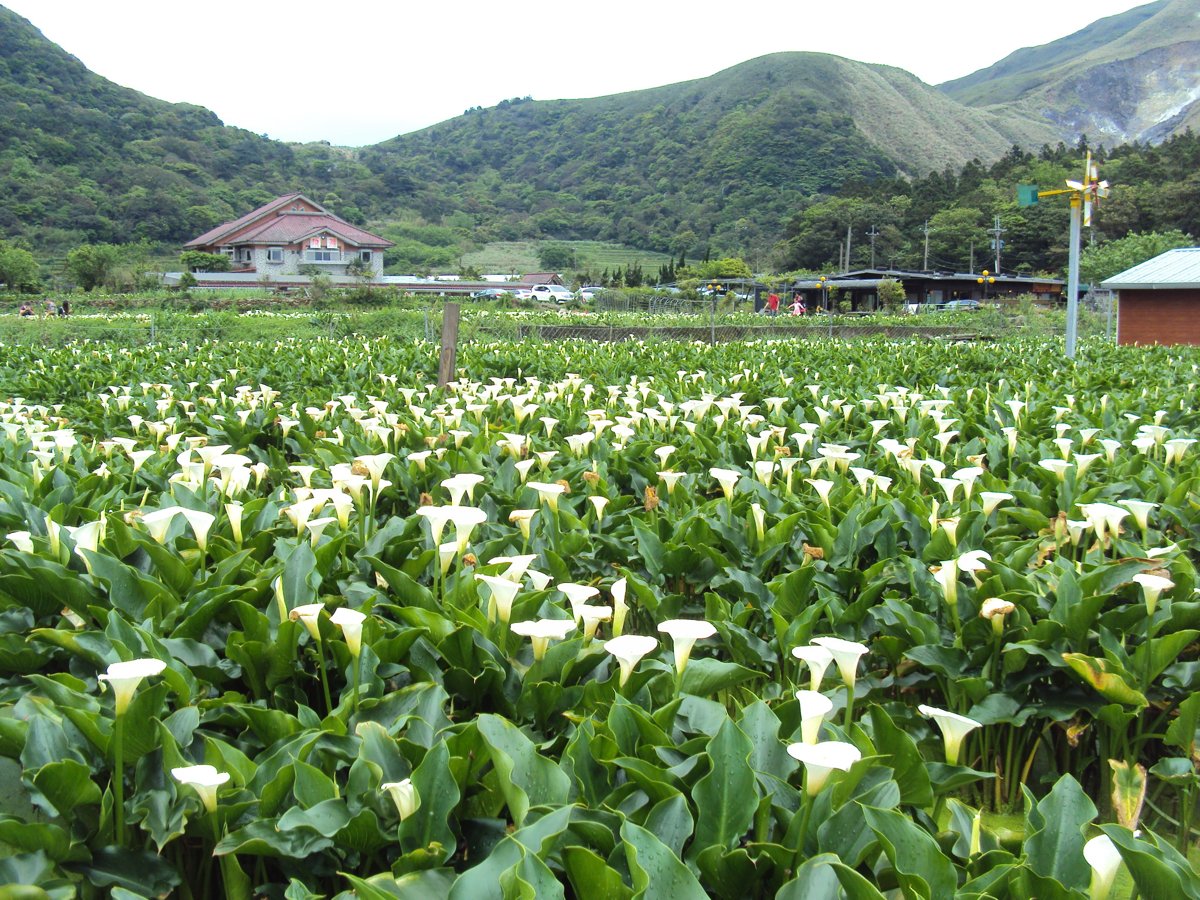 DSC05271.JPG - 竹子湖海芋步道