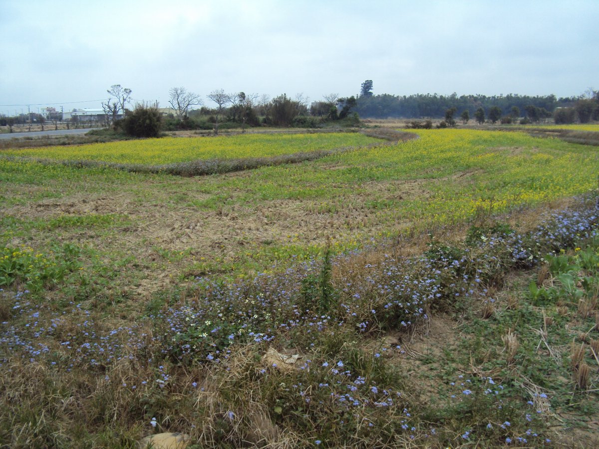 DSC06145.JPG - 湖口  下坡公  田野之美