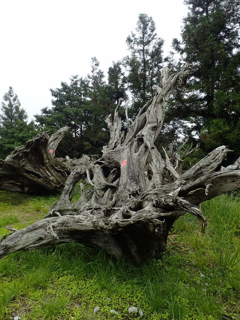 P8226850.JPG - 大同  太平山森林遊樂區