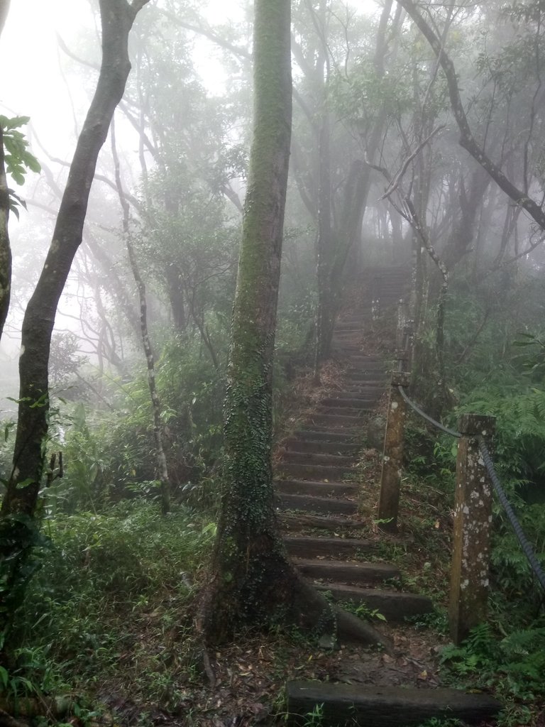 DSC_2403.JPG - 新店  獅子頭山隘勇線  01