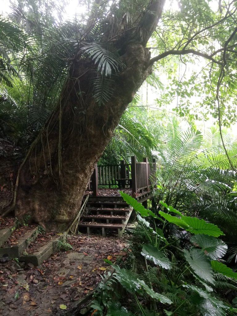 DSC_1194.JPG - 草嶺  茄苳步道  峭壁雄風