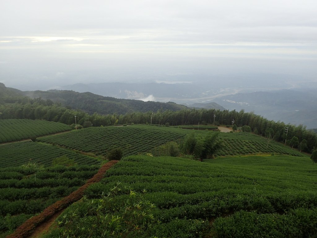 PA231840.JPG - 古坑  雲嶺之丘